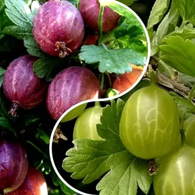 Комплект РЕДКИЙ СЧАСТЛИВЧИК в Мозыре