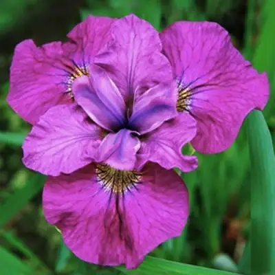 Ирис СИ Я ЛЕЙТЕР сибирский в Мозыре