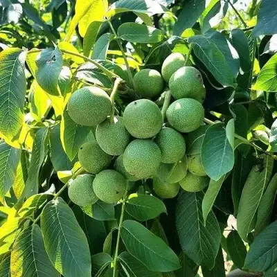 Грецкий орех  ИЗЯЩНЫЙ в Мозыре