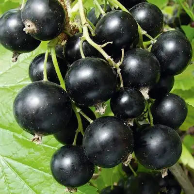 Смородина черная АРАПКА в Мозыре