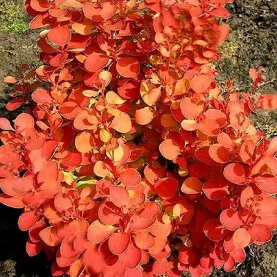 Барбарис ОРАНЖ ФАЙЕР тунберга в Мозыре