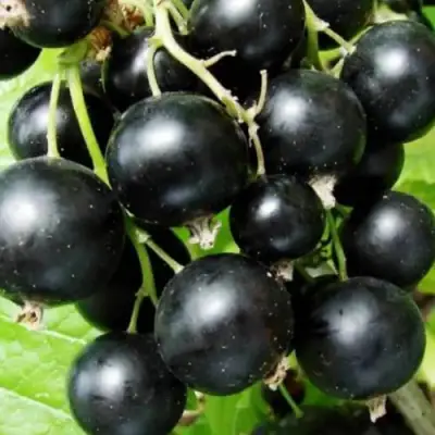 Смородина черная КЛУССОНОВСКАЯ в Мозыре