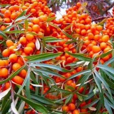 Облепиха ВОРОБЬЕВСКАЯ в Мозыре