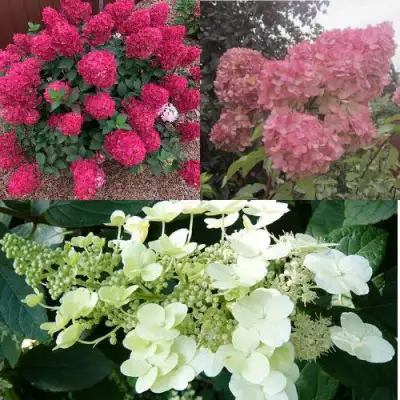 Комплект САД ЭМОЦИЙ в Мозыре