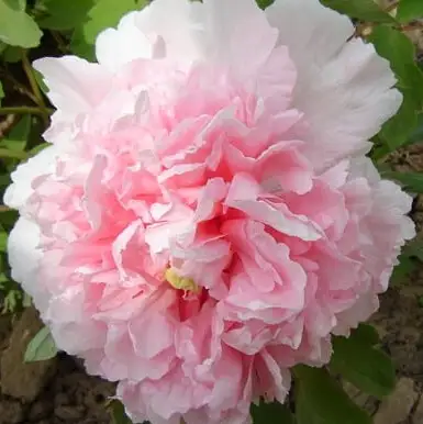 Пион БУКЕТ РОЗОВЫХ ГВОЗДИК древовидный в Мозыре