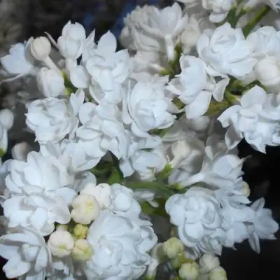 Сирень МИСС ЭЛЕН ВИЛМОТТ в Мозыре