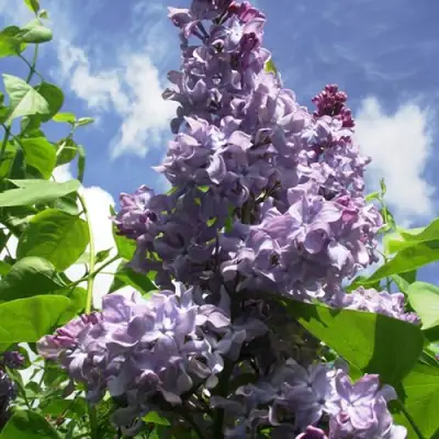 Сирень КРЫЛЬЯ НАДЕЖДЫ в Мозыре