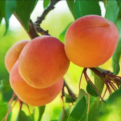 Абрикос ДЕБЮТ в Мозыре