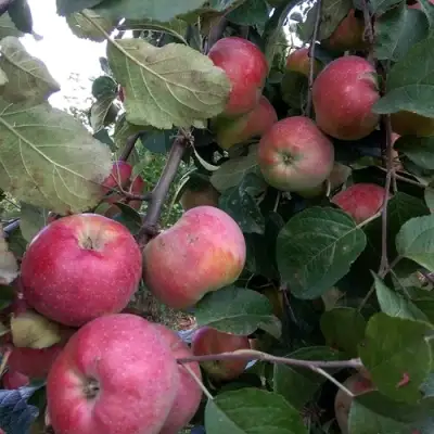 Яблоня АЛЬВА в Мозыре