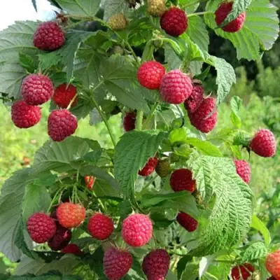 Малина БРУСИЛОВСКАЯ в Мозыре