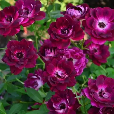 Роза БУРГУНДИ АЙС флорибунда в Мозыре