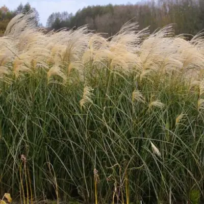 Мискантус ВАНИЛЛА СКАЙ китайский в Мозыре