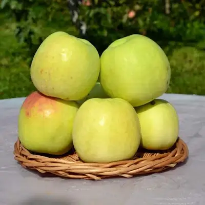 Яблоня БИРСКОЕ ГРУШЕВОЕ (БИЧИК) в Мозыре