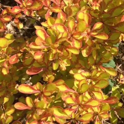 Барбарис САММЕР САНСЕТ тунберга в Мозыре