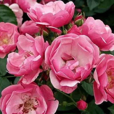 Роза АНГЕЛА флорибунда в Мозыре