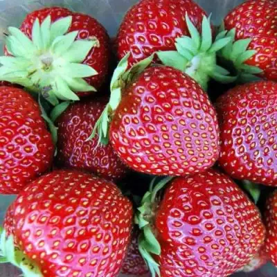 Клубника МАЛЬВИНА в Мозыре