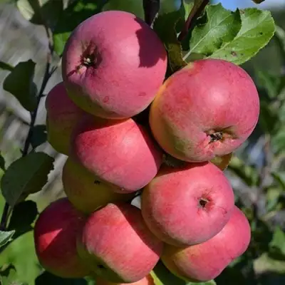 Яблоня ВЭМ-РОЗОВЫЙ в Мозыре
