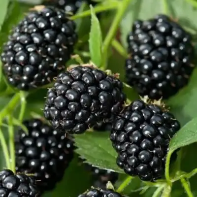 Ежевика ТРИПЛ КРАУН бесшипная  в Мозыре