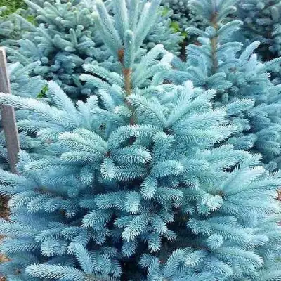 Ель МАДЖЕСТИК БЛЮ колючая в Мозыре