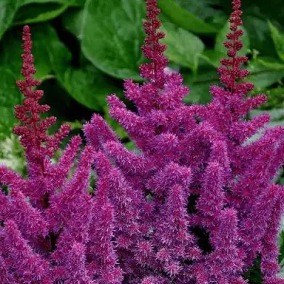 Астильба БЛЭК ЭНД БЛУ китайская в Мозыре