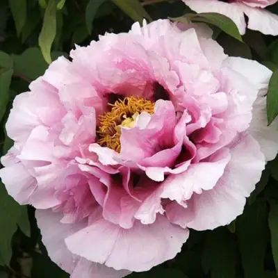 Пион РОЗОВАЯ РЕКА древовидный в Мозыре