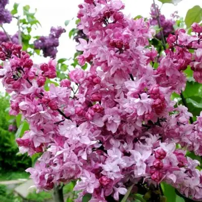 Сирень ОЛИМПИАДА КОЛЕСНИКОВА в Мозыре