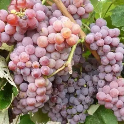 Виноград РИЛАЙНС ПИНК СИДЛИС в Мозыре