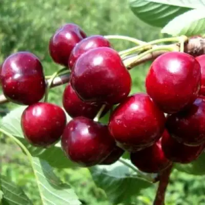 Вишня ВЯНОК в Мозыре