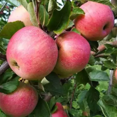 Яблоня ТЕРЕМОК в Мозыре