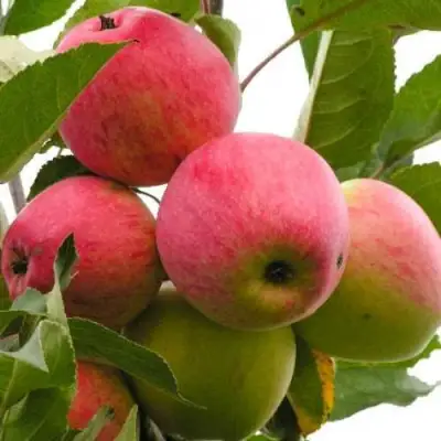 Яблоня МЕЧТА в Мозыре