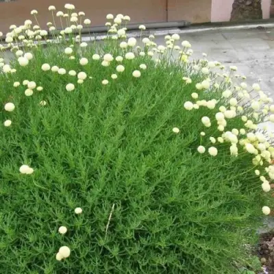 Сантолина зеленеющая в Мозыре