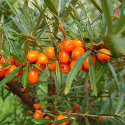 Облепиха БОТАНИЧЕСКАЯ в Мозыре