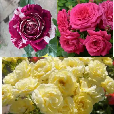 Комплект РОЗОВЫЙ АКЦЕНТ в Мозыре