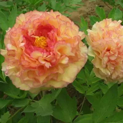 Пион ЗОЛОТАЯ РОССЫПЬ древовидный в Мозыре