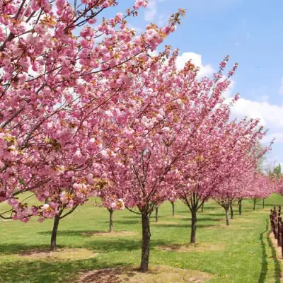 Сакура КАНЗАН в Мозыре