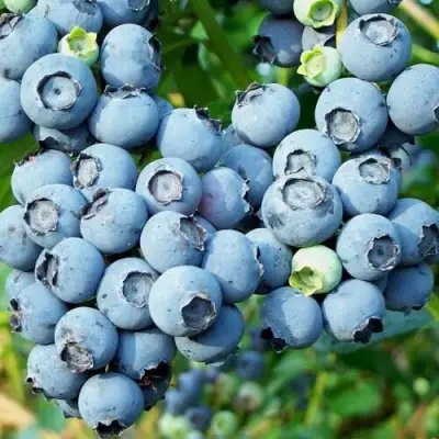 Голубика ПУРУ в Мозыре