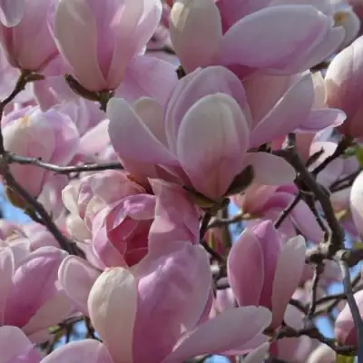 Магнолия ГАЛАКСИ в Мозыре