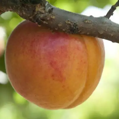  АПРИУМ в Мозыре