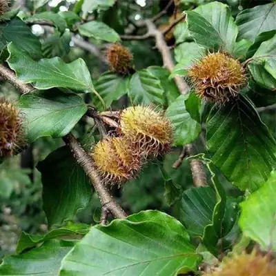 Бук обыкновенный в Мозыре