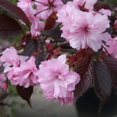 Сакура РОЯЛ БУРГУНДИ в Мозыре