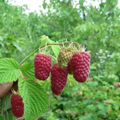 Малина ЛЯЧКА (ЛАШКА, ЛЯШКА) в Мозыре