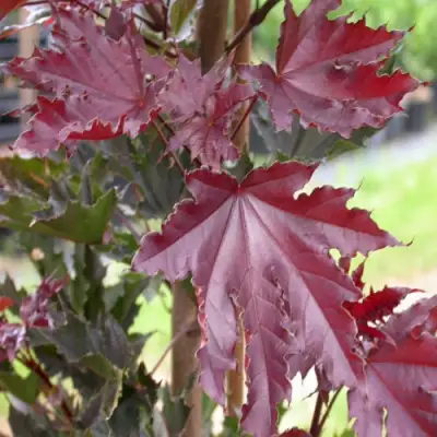 Клен КРИМСОН СЕНТРИ остролистный в Мозыре