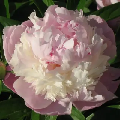 Пион ЩЕРБЕТ травянистый в Мозыре