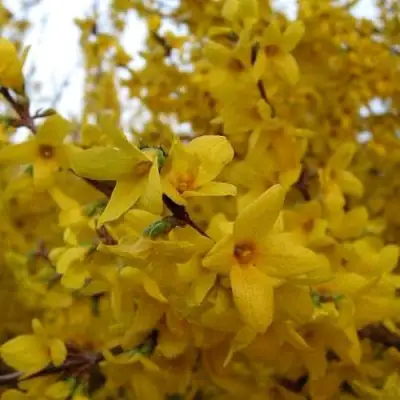 Форзиция ТАРАНДТ промежуточная в Мозыре