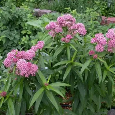 Ваточник МЯСО-КРАСНЫЙ в Мозыре