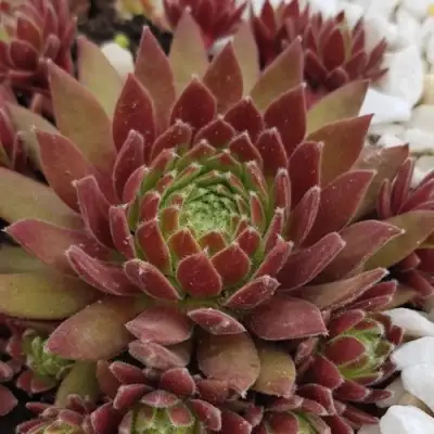 Молодило ЛЮФТШПРУНГ в Мозыре