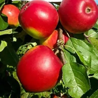 Яблоня РЕДФРИ в Мозыре