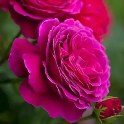 Роза МАЛИНОВЫЙ ЗВОН чайно-гибридная в Мозыре