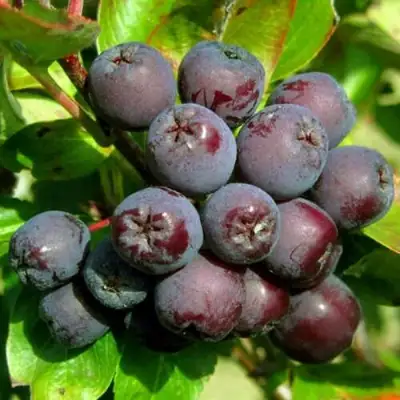 Рябина ЛИКЁРНАЯ сладкоплодная в Мозыре