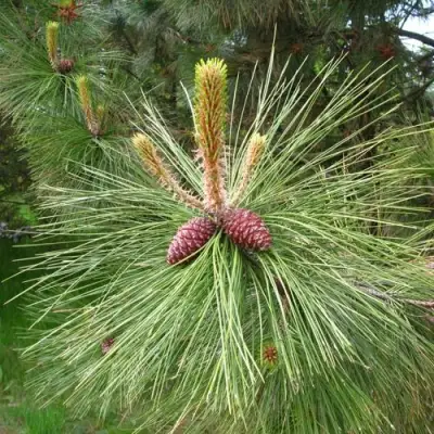 Сосна желтая  в Мозыре